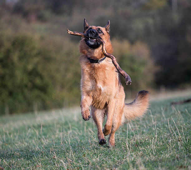 istock German Shepherd Dog action shot 495388870