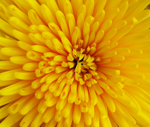 istock The chrysanthemum flower 495389670