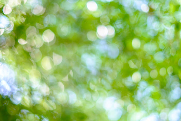 istock Sunny abstract green nature background, selective focus 495389704