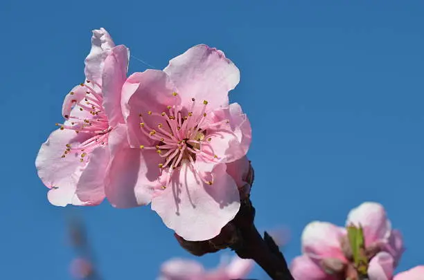 pink stonefruit flower against blue sky