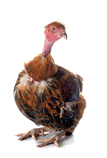 istock Naked Neck chicken 495390222