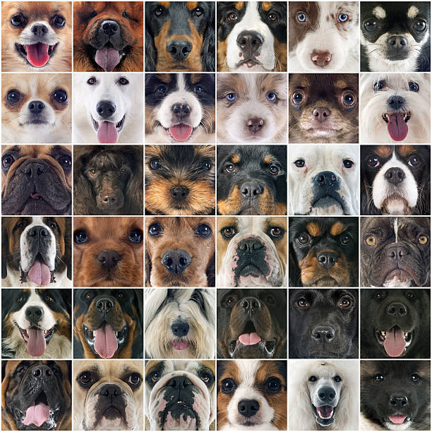istock group of dogs 495390336