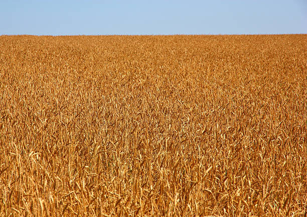 istock Yellow grain ready for harvest growing in a farm field 495390370