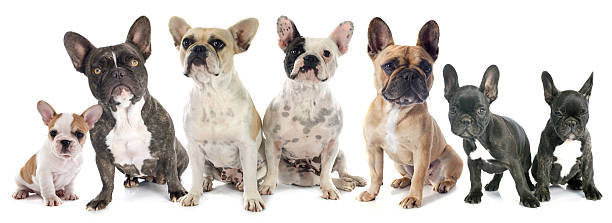 istock french bulldogs 495390738