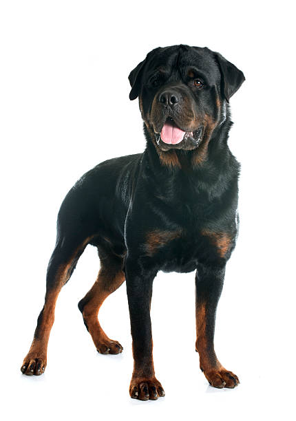 istock purebred adult rottweiler 495391638