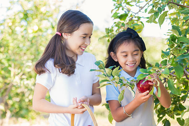 escuela primaria estudiantes retiro manzanas en orchard durante el viaje de estudios - apple orchard child apple fruit fotografías e imágenes de stock