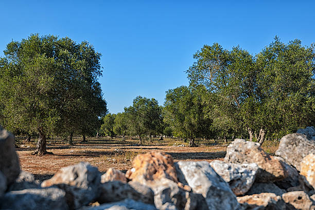 Olive plantation in South Italy, Puglia. South Italy, especially the region Puglia, is known as a main agriculture distributor and producer of olive oil and wine. This is a typically plantation with old olive trees and the characteristical red earth. taranto stock pictures, royalty-free photos & images