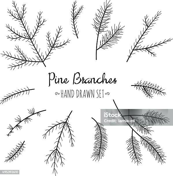 Hand Drawn Pine Branches Set Stock Illustration - Download Image Now - Line Art, Pine Tree, Fir Tree
