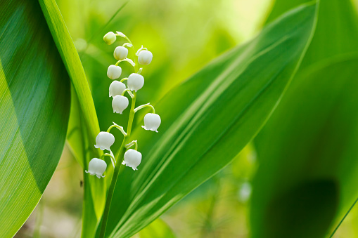 Lilies of the valley in a natural habitat