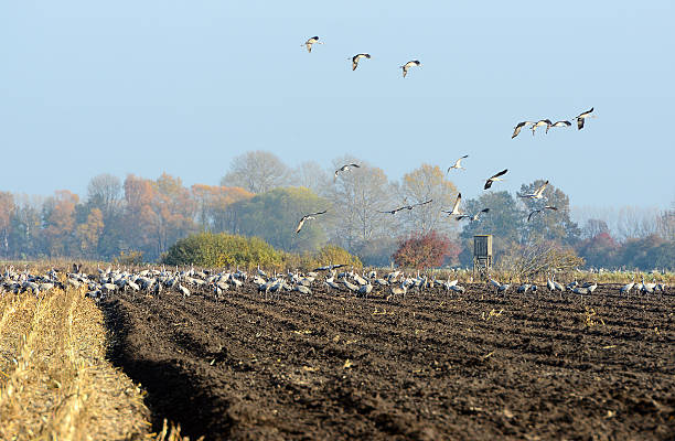 istock group of common cranes on a field in autumn time 495394806