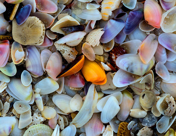 Colorful small shells A marco og very small shells on the beach fort myers beach photos stock pictures, royalty-free photos & images