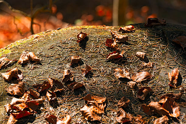 istock Pine Needles and Dry Leaves 495414434