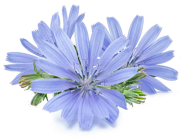 istock Chicory flowers isolated on the white background. 495414610