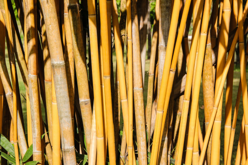 yellow Bamboo trunks