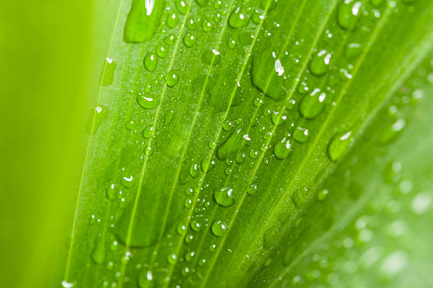 istock water drops on green plant leaf 495414813