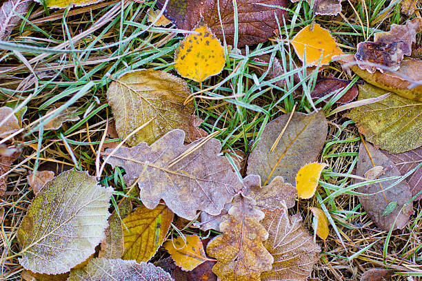istock autumn leaves and frost 495415694
