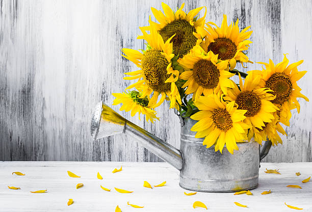 Still Life. Bouquet of sunflowers in watering can