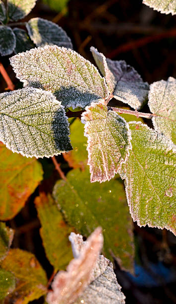 istock First frost on a plants  in november morning 495416090