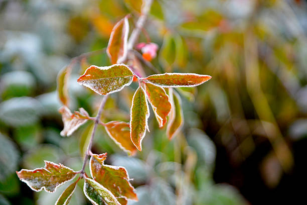 istock First frost on a plants  in november morning 495416170