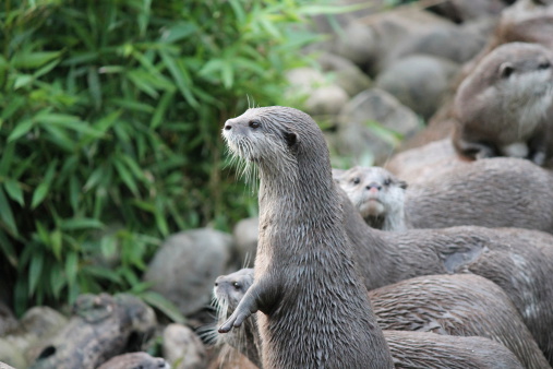 otter standing upright with family