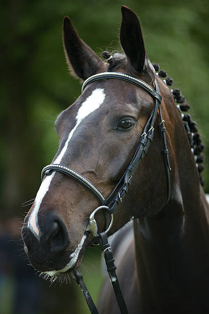 istock Portrait of a horse 495416927