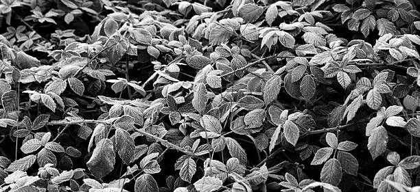 istock first frost on a blackberry leaves 495416934