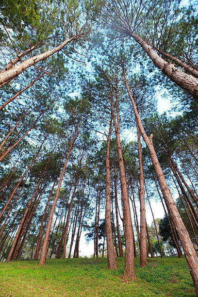 istock pine tree forest in northern, Thailand 495417223