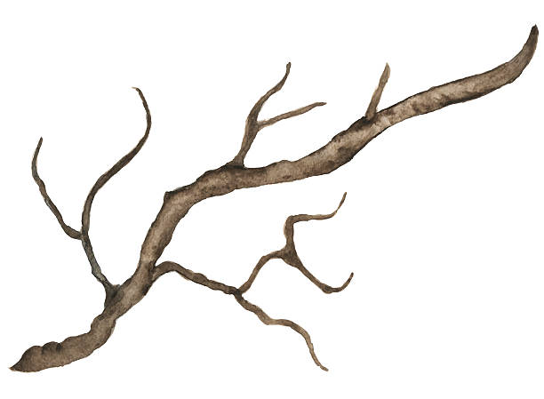 акварел�ьные голое дерево, обязательно, ивовые ветки, светло-коричневый, branch - bare tree dry tree branch stock illustrations