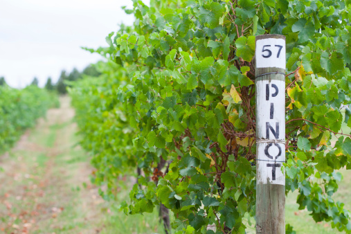 Pinot grapes in late harvest at a winery in Yarra Valley, Australia