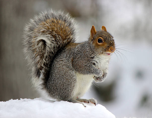 Gray Squirrel in the Snow stock photo