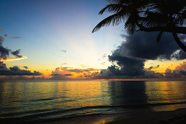 istock sunset silhouette of palm trees 495418142