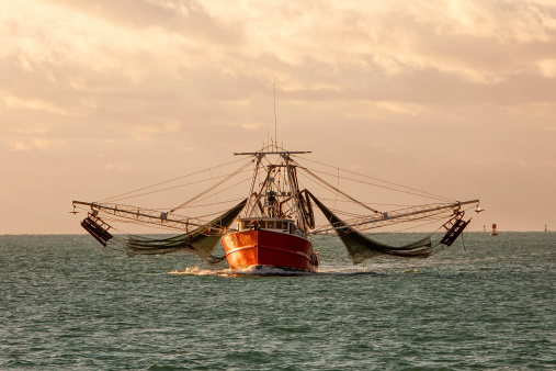 Shrimp boat with its distinctive rigging heading out from Key West, FL.