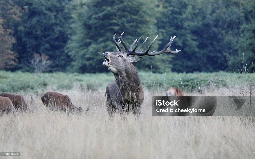 red deer stag barking call Animal Stock Photo
