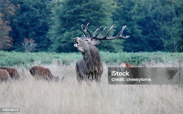 Red Deer Stag Barking Call Stock Photo - Download Image Now - Animal, Animal Wildlife, Animals Hunting