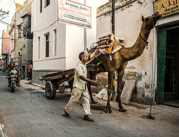Pindwara, Rajasthan, India - oct 20, 2011: a caravan of nomadic rabari, with chariots, camels, sheep, is marching from Pindwara to Gujarat