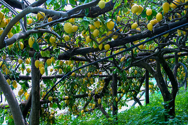 istock Lemon grove in Ravello, Italy 495418461