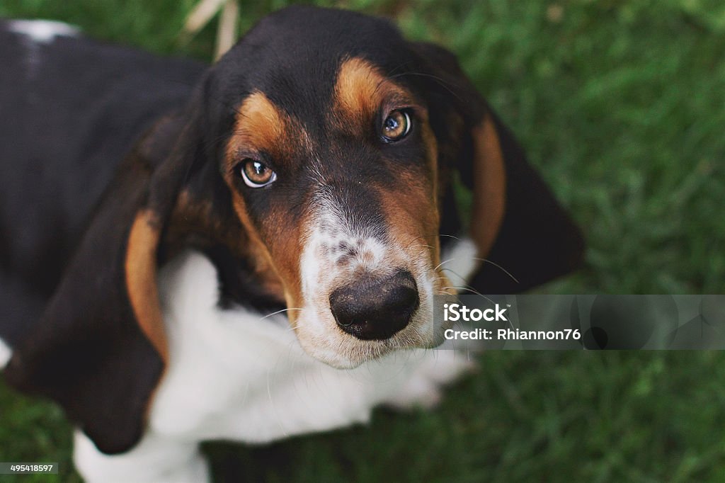 Basset Hound 9 week old Basset Hound puppy Animal Stock Photo