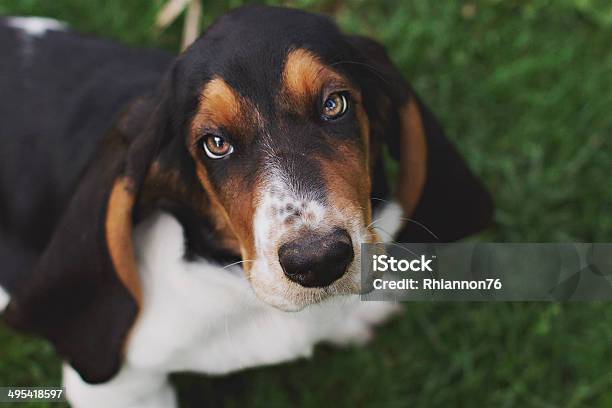 Basset Hound Stock Photo - Download Image Now - Animal, Basset Hound, Beagle