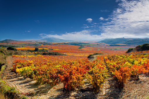 vineyards in autumn in La Rioja in Spain