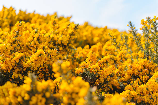 gorse Gorse flower in bloom in the Scottish Highlands furze or gorse ulex europaeus stock pictures, royalty-free photos & images