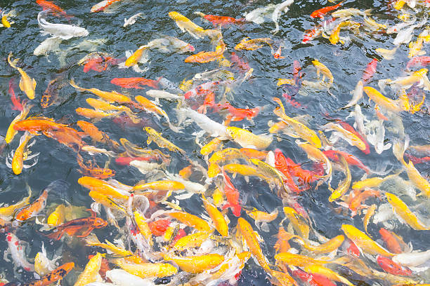 istock Koi fish swimming at pond 495418967
