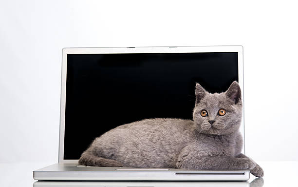 Filhote de Gato e um computador portátil - fotografia de stock