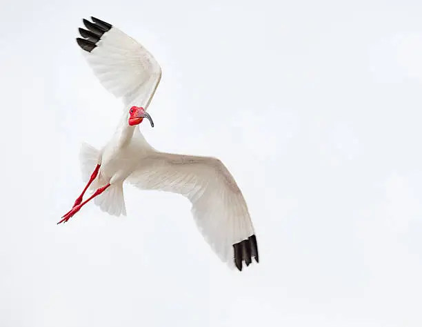 White Ibis Flying  