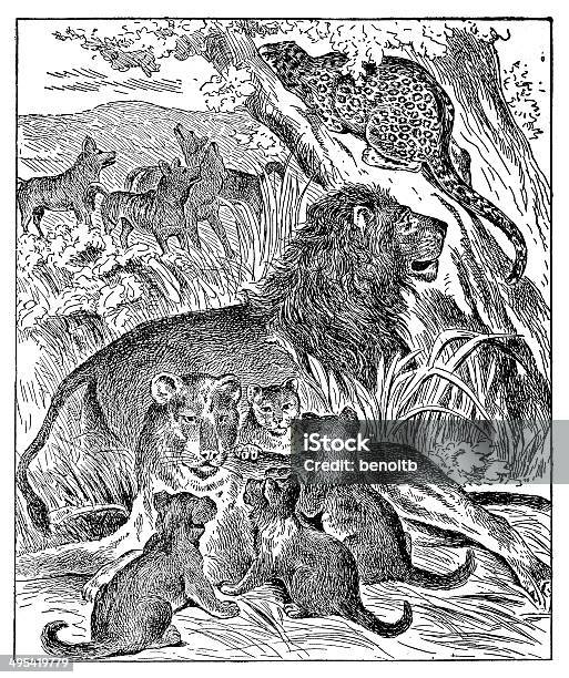 Lions Leopard And Wolves Stock Illustration - Download Image Now - Lion - Feline, 19th Century Style, Africa