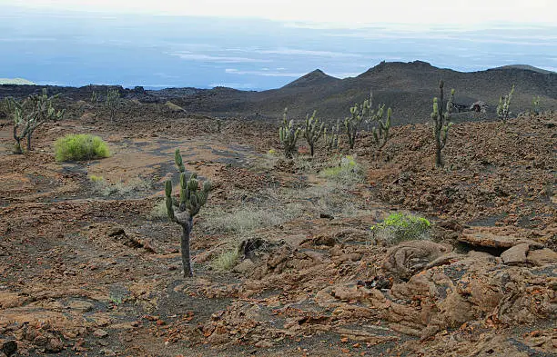 Volcanic landscape around Sierra negra  volcano in Isabela island, Galapagos, Ecuador