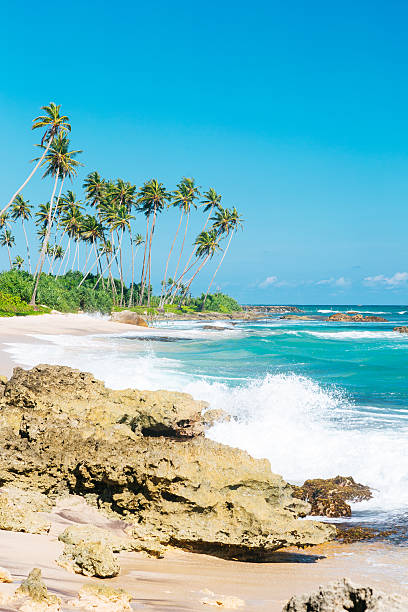 istock Coconut trees and turquoise Indian Ocean 495420550