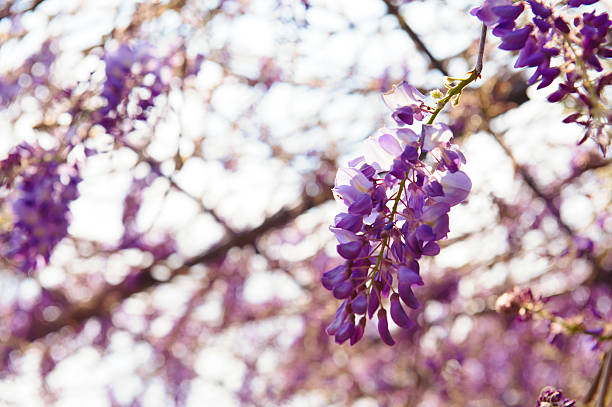 istock wisteria sinensis 495421335