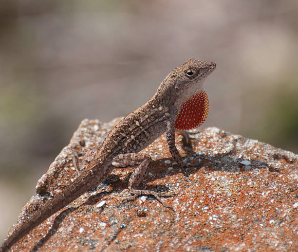 istock Brown Anole with Throat Fan 495421553