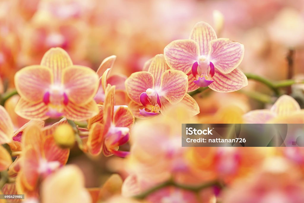 orchid - Lizenzfrei Ast - Pflanzenbestandteil Stock-Foto
