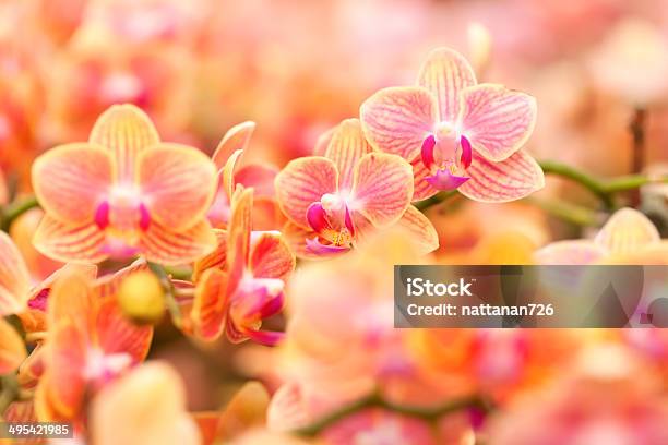 Orchid Stockfoto und mehr Bilder von Ast - Pflanzenbestandteil - Ast - Pflanzenbestandteil, Bildhintergrund, Blüte